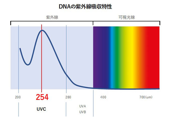 DNAの紫外線吸収特性